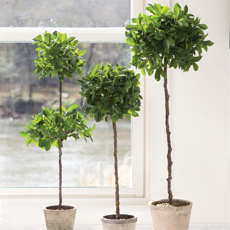 Napa Home Garden, FICUS TOPIARY 27" POTTED,k132