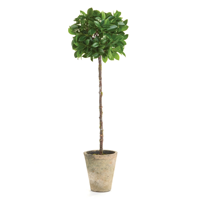 Napa Home Garden, FICUS TOPIARY 27" POTTED,k132