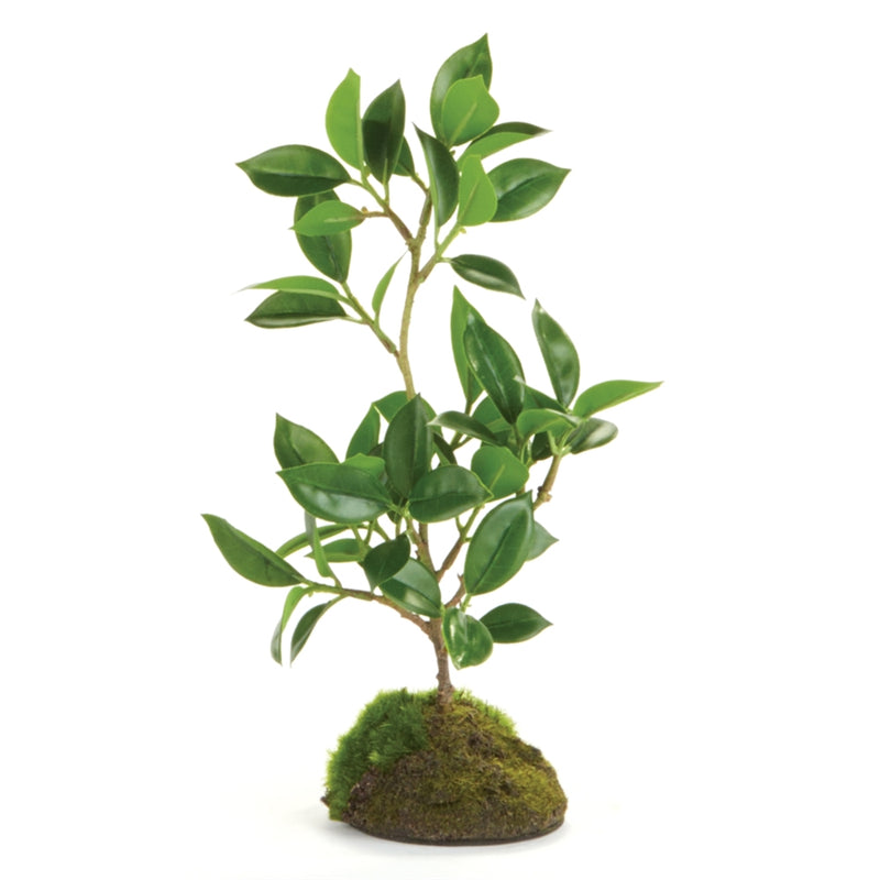 Napa Home Garden,  FICUS BONSAI 8.5" DROPIN,k136