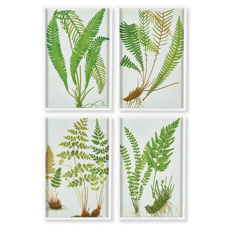 Napa Home Garden, FERN BOTANICAL STUDY ,SET OF 4,nh203