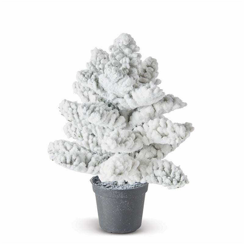 Napa Home Garden, SNOWY NOBLE FIR 8"H SAPLING,z4185fr